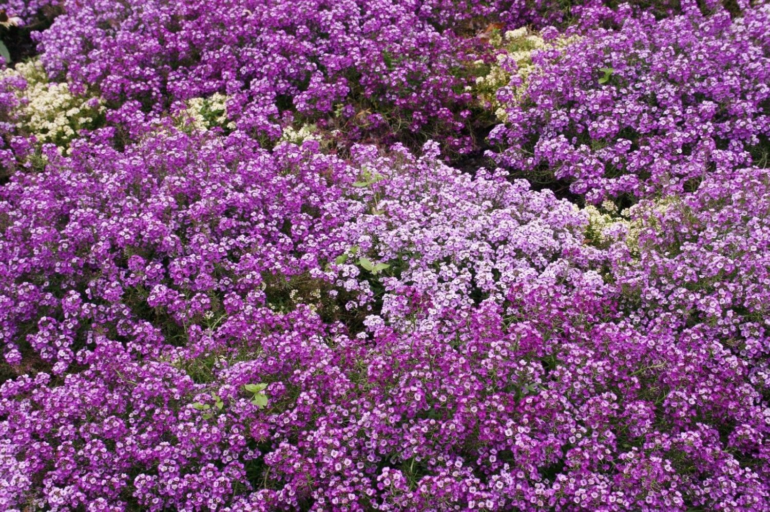 Alyssum Pastel Carpet